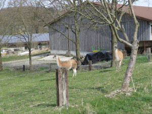 IMG 1728 (1024x768)